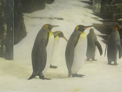 -悉尼海洋生物水族馆
