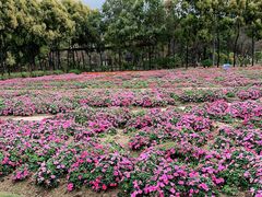 -广东花都香草世界旅游度假区