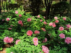 -洛阳市隋唐城遗址植物园