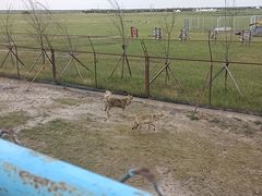 -呼伦贝尔大草原巴尔虎蒙古部落民俗旅游度假景区