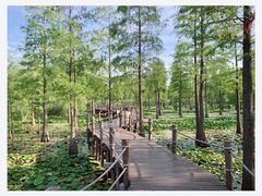 -池杉湖湿地公园