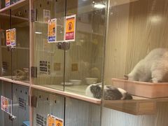 -屋虎猫馆(宝安大仟里店)