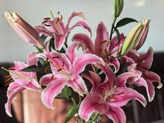 -龙大花卉苗木市场