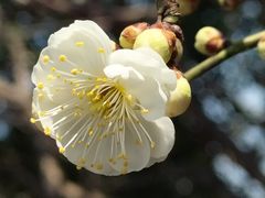 -香雪海