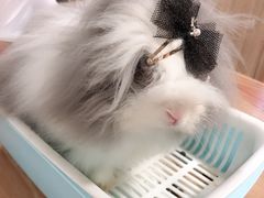 -藦茜花园宠物主题亲子互动体验馆(国顺东路店)