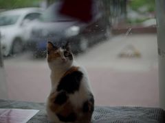 -平行世界·猫咖(首经贸店)