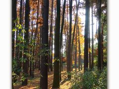 -上海共青森林公园