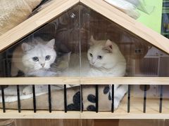 -沐沐家宠物(成寿寺店)