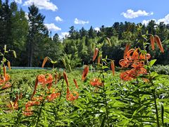 -五营红松林海景区