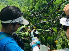 -阳台山自然风景区