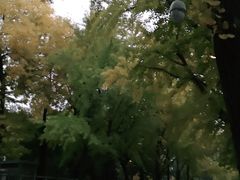 -三里屯东五街银杏大道