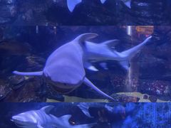 -烟台海昌鲸鲨海洋公园