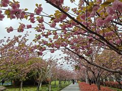 -高东镇樱花园
