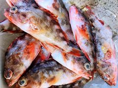 -芦潮港集贸市场