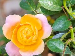 -东方体育中心(地铁站)