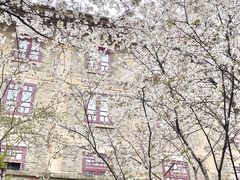 -武汉大学-樱园