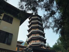 -天目山大树王景区