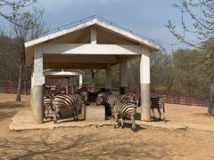 -石家庄市动物园