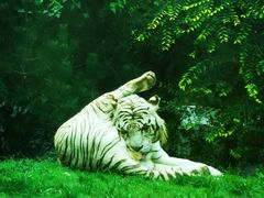 -北京野生动物园