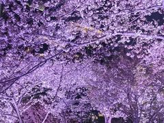 -西北湖绿化广场