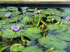 -三亚海棠湾万丽度假酒店