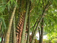 -南宁良凤江国家森林公园