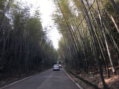 -江西阳明山国家森林公园