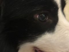 -帕帕拉兹宠物(亚洲旗舰店)