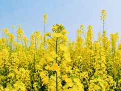 -中国天府农业博览园