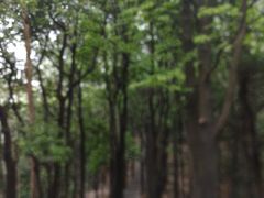 -火炉山森林公园