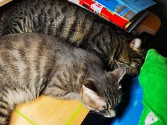 -宠福鑫动物医院(望京分院)