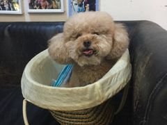 -严国平动物医院(德政总院)