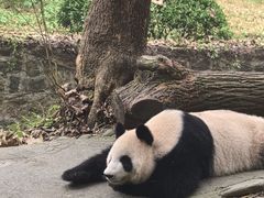 -都江堰中华大熊猫苑