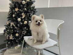 -comecome来吧宠物(奥克斯中心店)