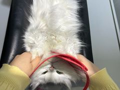 -美联众合动物医院·24h转诊中心