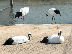 -盐城丹顶鹤湿地生态旅游区