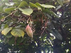 凤眼果-润记农家菜