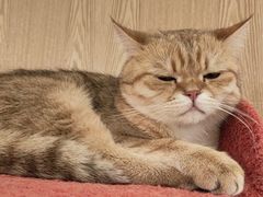 -猫腻·猫咖·撸猫馆(星光大道店)