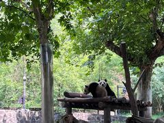 -都江堰中华大熊猫苑