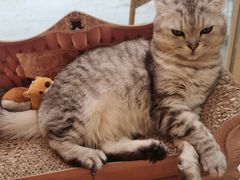-猫咪派对(江南西店)