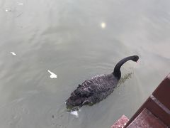 -五缘湾湿地公园