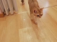 -猫咪派对(江南西店)