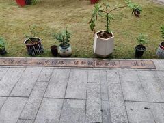 -四季春