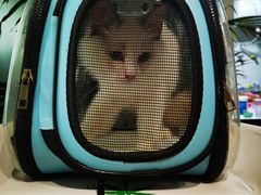 -东方名猫馆·英短金渐层布偶猫舍(环线广场1号楼店)