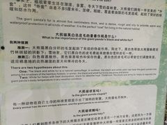 -都江堰中华大熊猫苑