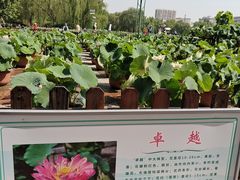 -莲花池公园