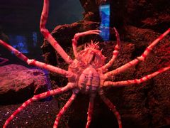 -瑞普利水族馆