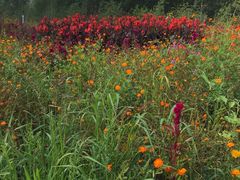 -北纬44度·金珠花海休闲农业旅游景区