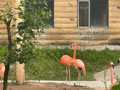 -哈尔滨北方森林动物园