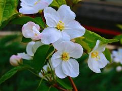 -海棠花溪(元大都城垣遗址公园)